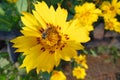 Close up macro of Honey bee on lucrative yellow flower with red patches