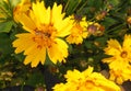 Close up macro of Honey bee on lucrative yellow flower with red patches