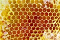 Macro honeycomb texture , nature insect hive background