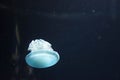 Close up macro Horizontal Full length image of a breede jellyfish blue color and blue background