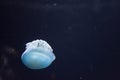 Close up macro Horizontal Full length image of a breede jellyfish blue color and blue background