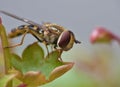 Close Up Macro Hoverfly