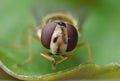 Close Up Macro Hoverfly