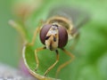 Close Up Macro Hoverfly