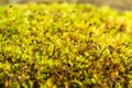 Close up, macro. Hypnum moss cypress in the forest. Cypress-leaved plait-moss, Hypnum cupressiforme