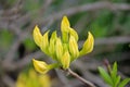 Flame azalea close up. Rhododendron calendulaceum