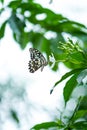 Close up Macro image of a beautiful monarch butterfly siting on leaf with blurred background, beautiful butterfly sitting on leaf