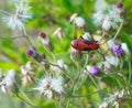 Close up macro image Beautiful vivid red Insect sitting on white purple flowers