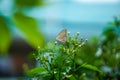 Close up Macro image of a beautiful White peacock butterfly siting on leaf with blurred background, beautiful butterfly sitting on