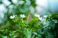 Close up Macro image of a beautiful White peacock butterfly siting on leaf with blurred background, beautiful butterfly sitting on