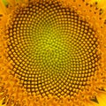 Macro image of a blooming sunflower head with patterns Royalty Free Stock Photo