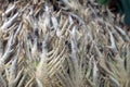 Cycad palm cone