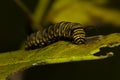 Close up macro image of a danaus plexippus monarch caterpillar on a milkweed leaf Royalty Free Stock Photo