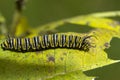 Close up macro image of a danaus plexippus monarch caterpillar on a milkweed leaf Royalty Free Stock Photo