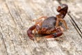 Close up macro image of devil scorpion (Vaejovis carolinianus) Royalty Free Stock Photo