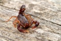 Close up macro image of devil scorpion (Vaejovis carolinianus)