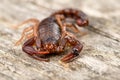 Close up macro image of devil scorpion (Vaejovis carolinianus) Royalty Free Stock Photo