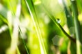 Close up macro image of dew or raindrop on a green grass leaf. Summer forest artistic fantastic natural background during sunrise Royalty Free Stock Photo