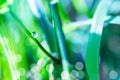 Close up macro image of dew or raindrop on a green grass leaf. Summer forest artistic fantastic natural background during sunrise Royalty Free Stock Photo