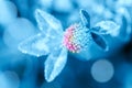 Close up macro image of dew or raindrops on clover flower. Summer forest artistic fantastic natural background. Toned