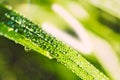 Close up macro image of dew or raindrops on a green grass leaf. Summer forest artistic fantastic natural background during sunrise Royalty Free Stock Photo