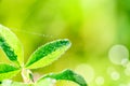 Close up macro image of dew or waterdrops on green leaves with spiderweb. Summer forest artistic fantastic natural background