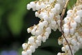 Japanese andromeda, Fetterbush. Pieris japonica