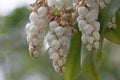 Japanese andromeda, Fetterbush. Pieris japonica