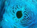 Close up / macro image of giant on Great Barrier Reef Ausralia