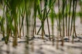 close up macro image of grass bents on sea beach white sand