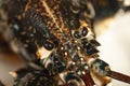 Close up macro image of the head of a black lobster alive.
