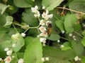 Close up macro image of honey bee on alluring flower Royalty Free Stock Photo