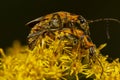 goldenrod soldier beetles are mating on goldenrod flowers