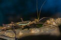 Close up macro image of stick insect