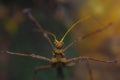 Close up macro image of stick insect eye - Acanthomenexenus polyacanthus