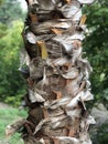 Close up macro image trunk and bark palm tree