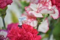 Colorful bunch of spring carnation flowers and miniature thankyou note Royalty Free Stock Photo