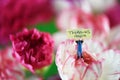 Bright colorful bunch of spring flowers and miniature note for mothers day Royalty Free Stock Photo