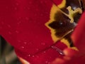 Macro water droplets on petals of Tulip flower in Spring. Royalty Free Stock Photo