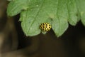 Close up macro image of a yellow 22 Spot Ladybird , Psyllobora vigintiduopunctata, sitting on a green leaf Royalty Free Stock Photo