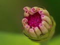 Close up macro image of a zinnia flower bod