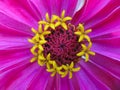 A close up macro image of a zinnia flower with vibrant color