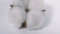 Close-up macro images of cotton flowers in studio shot Royalty Free Stock Photo