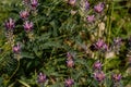 Close up macro of Isolated bumblebee in the field on pink clover with blurred green grass background, petals at sunny summer day, Royalty Free Stock Photo