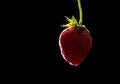 Close up, macro. Juicy red strawberries are hanging on a green handle. Isolated on black background