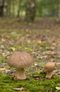 close up of large fungi