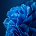 Blue Flower Macro â Textured Petals on Deep Blue (Copy Space) Royalty Free Stock Photo