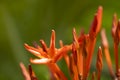 Close-up by macro lens of red needle flower in sunshine morning, selective focus shot of red needle flower.