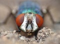 Close up macro shot of a Blowfly Green / Blue in the garden, photo taken in the United Kingdom Royalty Free Stock Photo