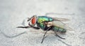 Close up macro shot of a Blowfly Green / Blue in the garden, photo taken in the United Kingdom Royalty Free Stock Photo